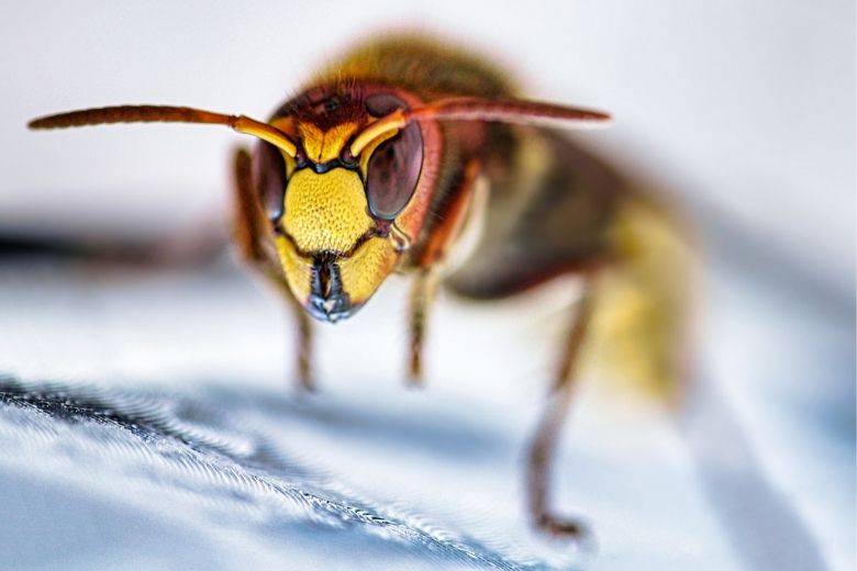 Pas op: agressieve 'monsterwesp' gespot in Nederland