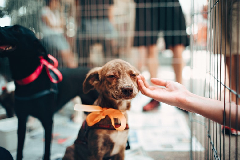 Man neemt schattige "puppy" mee naar huis, dit blijkt een gevaarlijke vergissing
