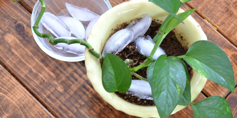Red je planten van verdrinking met deze super handige tip! Het is echt heel simpel!