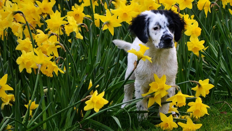 hond persoonlijkheid