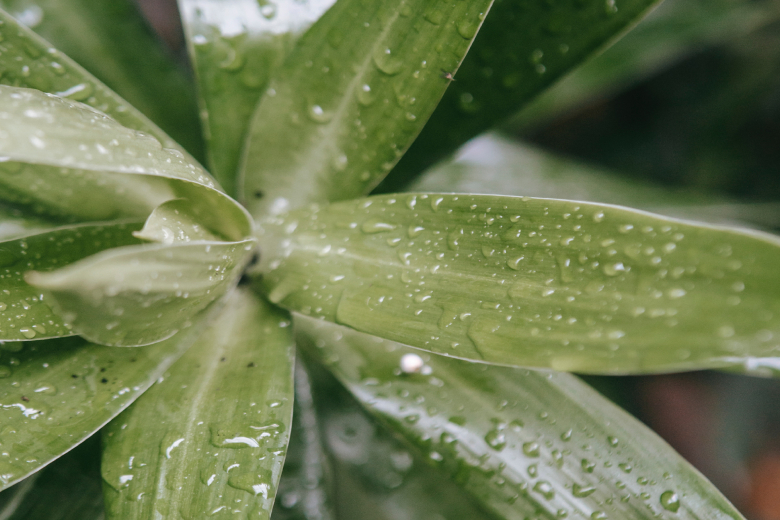 Handig: met deze tips droogt je tuin niet uit als je op vakantie bent
