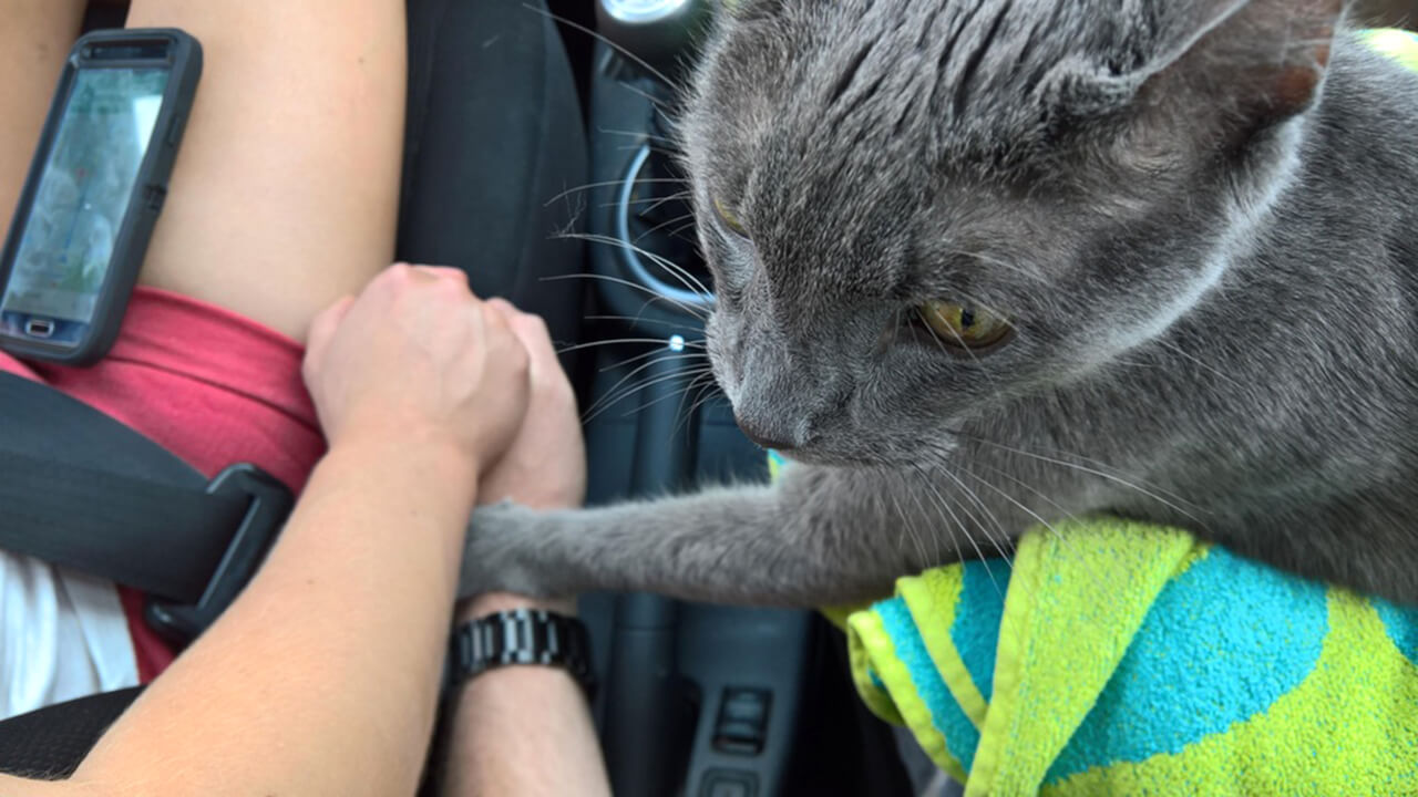 Hartverscheurend wat deze kat doet tijdens zijn laatste rit...Haal de zakdoeken maar tevoorschijn, dit moet je zien!