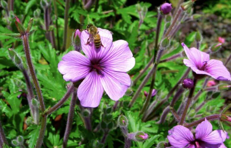 Om deze reden leggen we nu allemaal een schepje suiker in de tuin