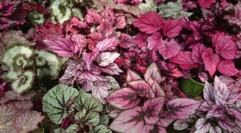 begonia