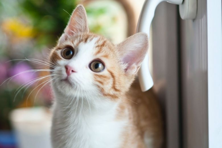 Om deze reden houden katten niet van gesloten deuren