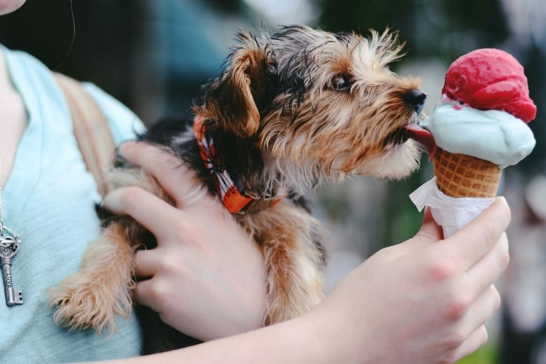 Krijgt jouw hond of kat de juiste voeding? Let op deze 4 signalen