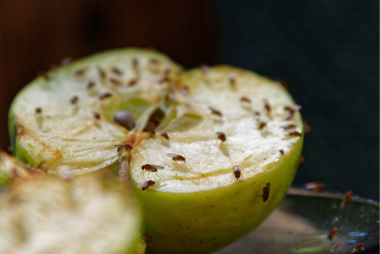 Zo ben je binnen de kortste keren van fruitvliegjes af