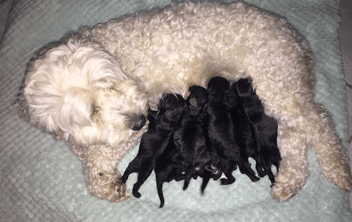 Er ie iemand niet helemaal trouw geweest; wit hondenkoppel krijgt zwarte puppies!