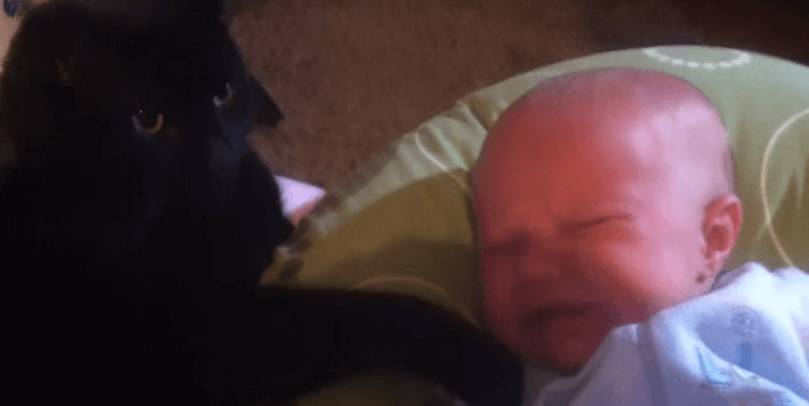 Dit kleine baby'tje lijkt ontroostbaar, maar dan komt deze kat om de hoek kijken....
