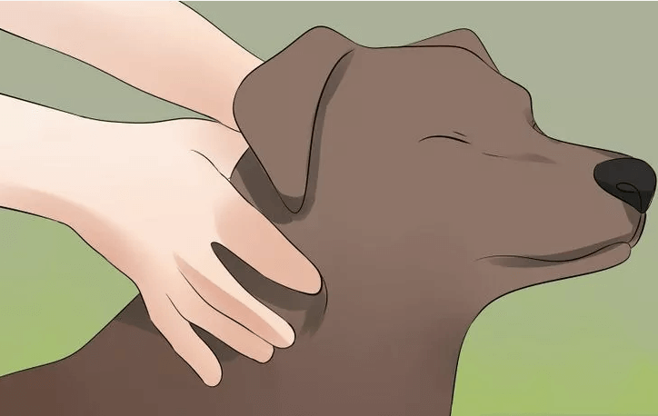 Heb je een hond? Doe dan af en toe DIT! Het kan vele gezondheidsklachten oplossen!