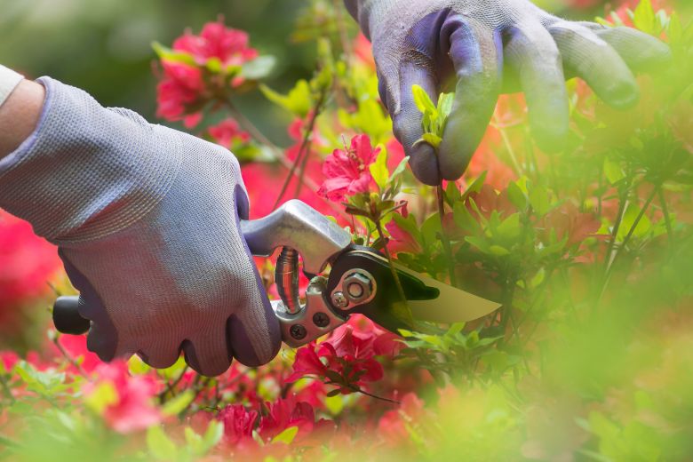 Oei: deze drie planten moet je niet snoeien in de maand juni