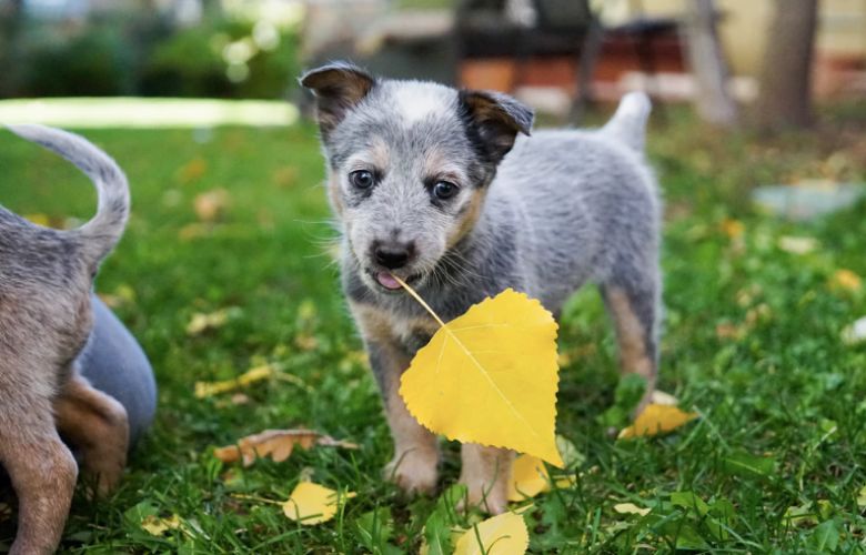 Pups moeten in 2020 verplicht een paspoort hebben