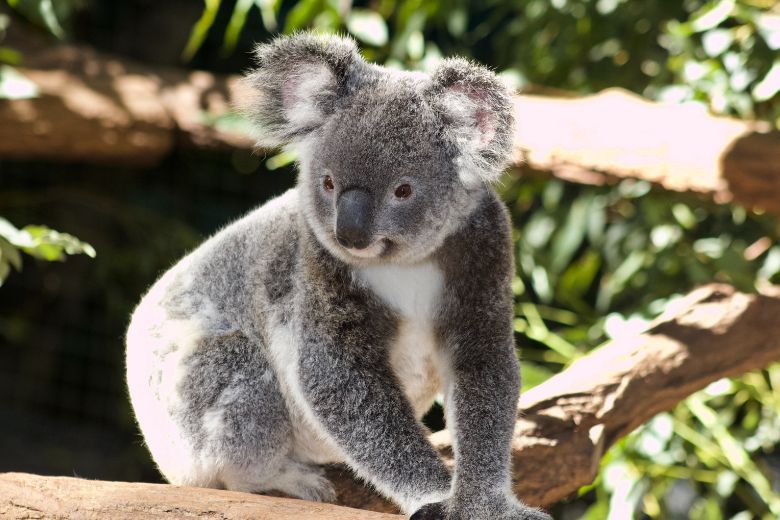 Ouwehands Dierenpark krijgt als eerste in Nederland koala’s