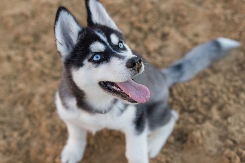 Man die zijn husky levend begroef mag tóch weer een nieuwe hond