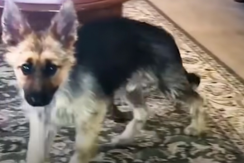 Volwassen hond ziet eruit als een puppy