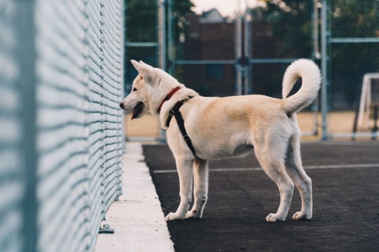Zien: deze Oekraïense hond wacht al maand tevergeefs op baasje
