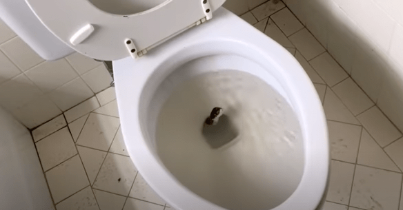 Man vindt "slang" in zijn toilet - wanneer expert het ziet, fluistert hij: "Dat is geen slang..."