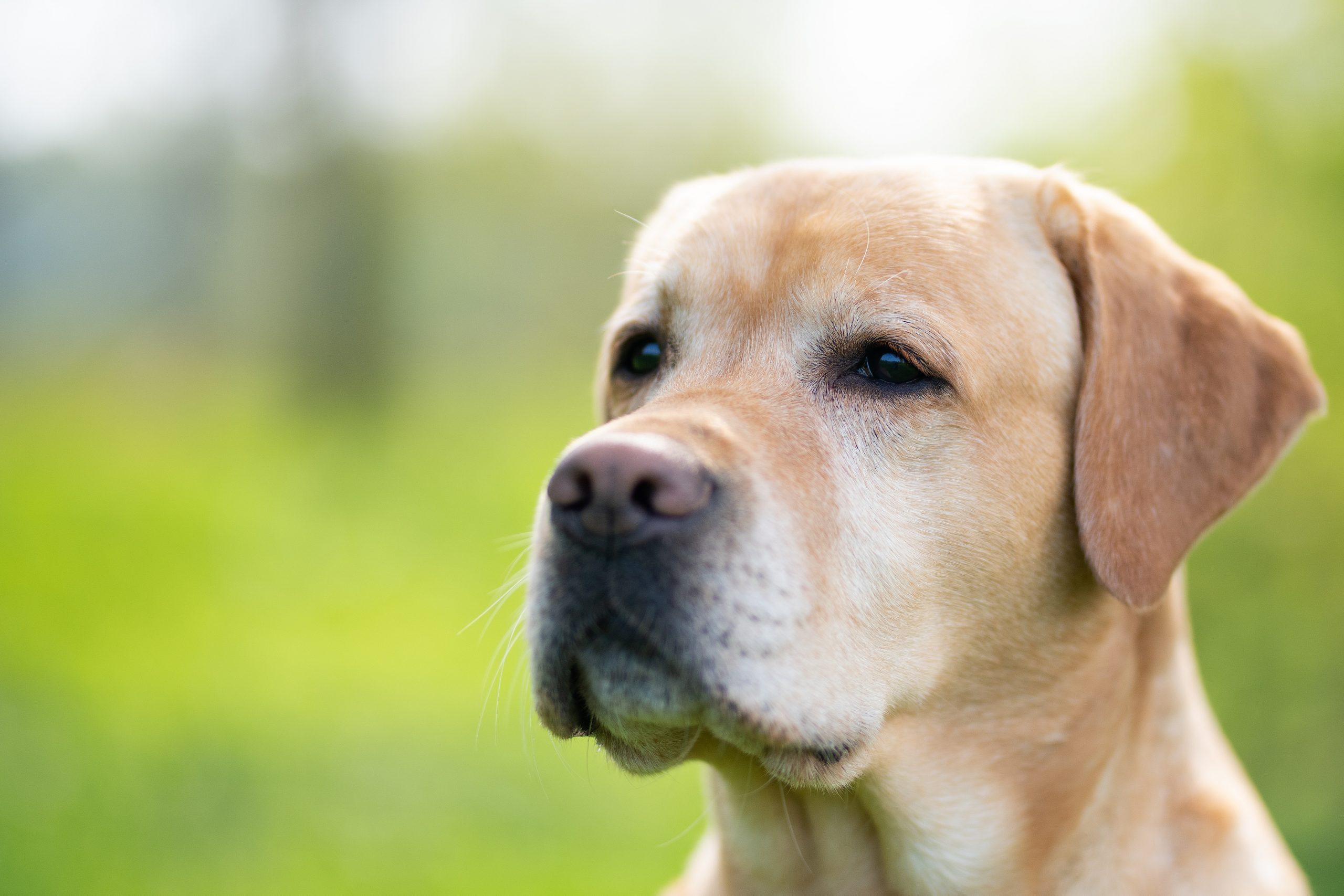 hond persoonlijkheid