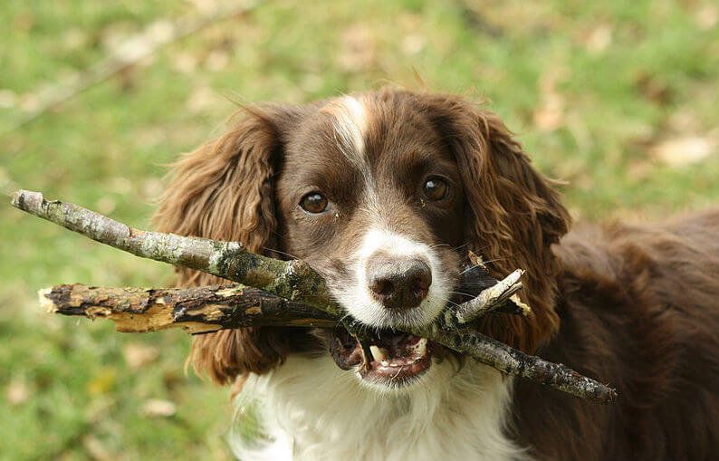 Speelt jouw hond ook vaak met een stok? Dit is waarom dat heel gevaarlijk is!