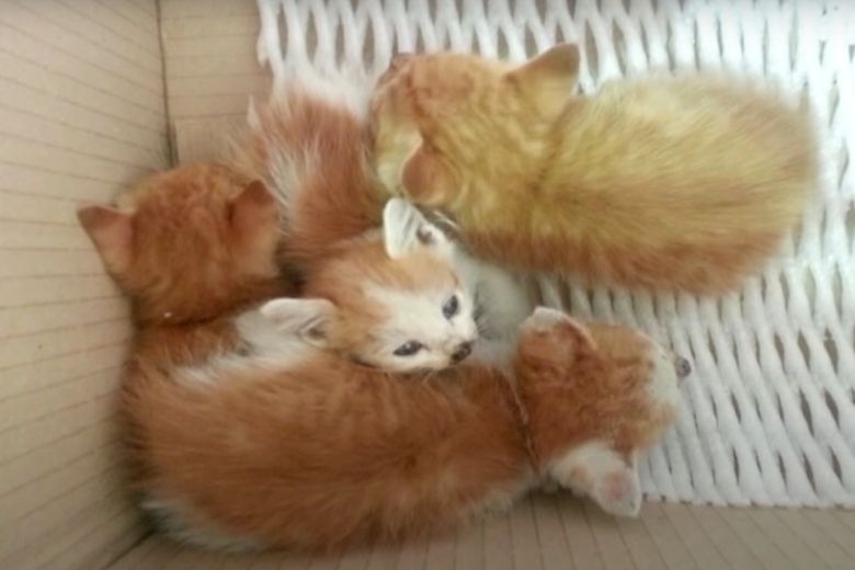 Deze dakloze kat neemt alleen eten uit een zakje aan en de reden is ontroerend 