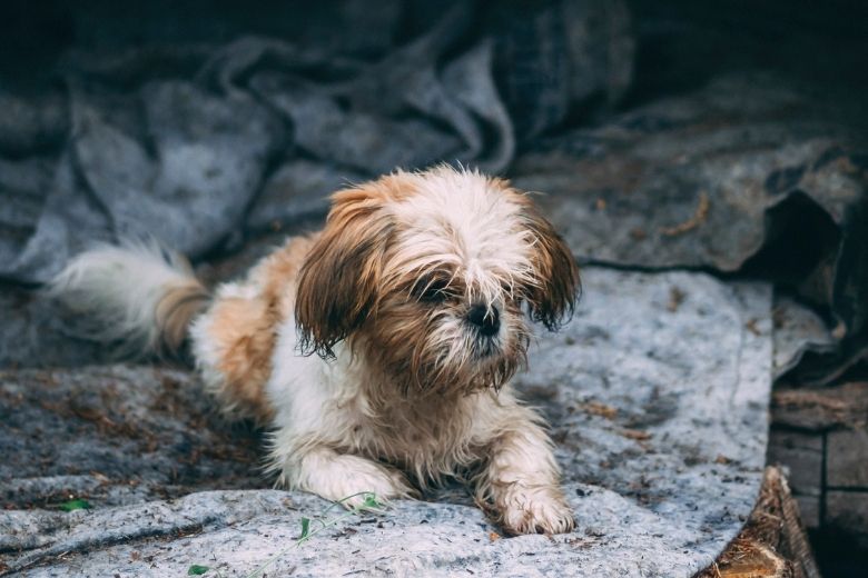 Zo vaak moet je je hond eigenlijk wassen