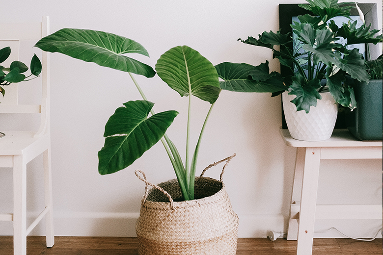 Oei: dit is de oorzaak dat je planten er uitgedroogd uit zien