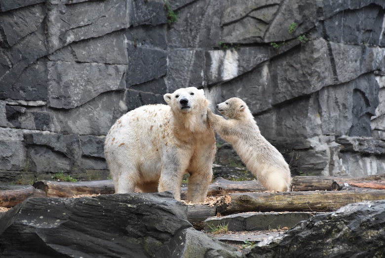 Word je blij van: IJsbeertjes Ouwehands Dierenpark voor het eerst naar buiten
