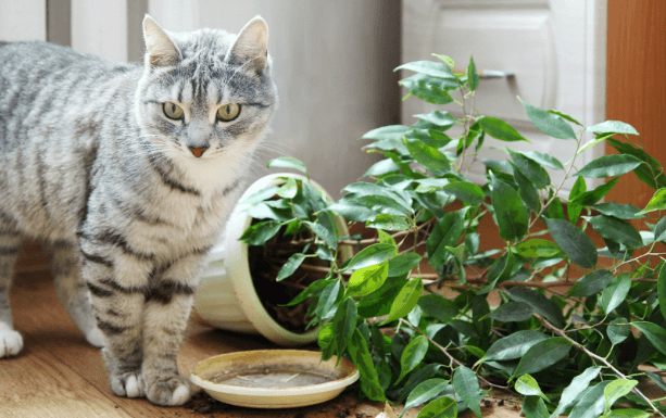 Sloopt jouw huisdier ook al je planten? Met DEZE tip houd je ze weg van je planten!