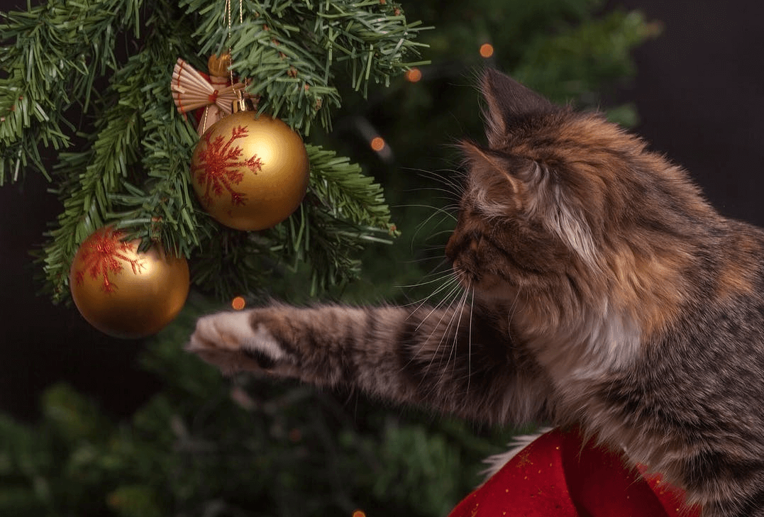 Katteneigenaren opgelet: zo houd je je kat uit de kerstboom