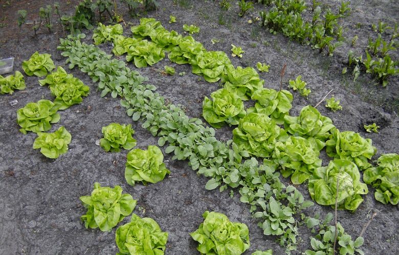 Aan de slag in de moestuin? Laat dan deze planten naast elkaar groeien
