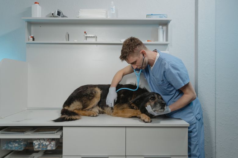 Om déze reden wordt de dierenarts steeds duurder