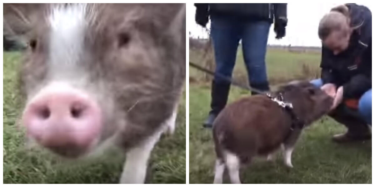 Wat schattig...! Varkentje Lilly moet op puppycursus, dit MOET je echt even zien!