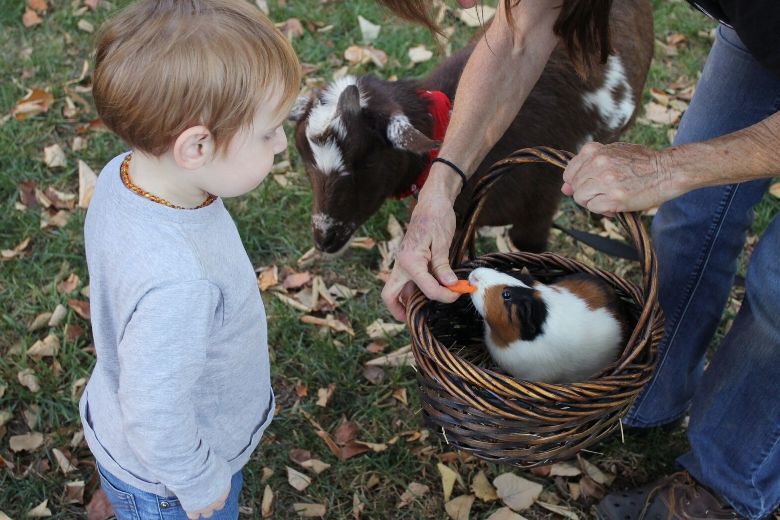 Eropuit met de kleine: kinderboerderijen openen hun deuren weer