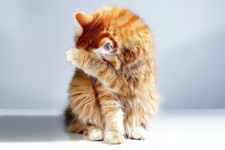 Modderige pootjes of een vacht vol vlooien? Zo geef je je kat een bad