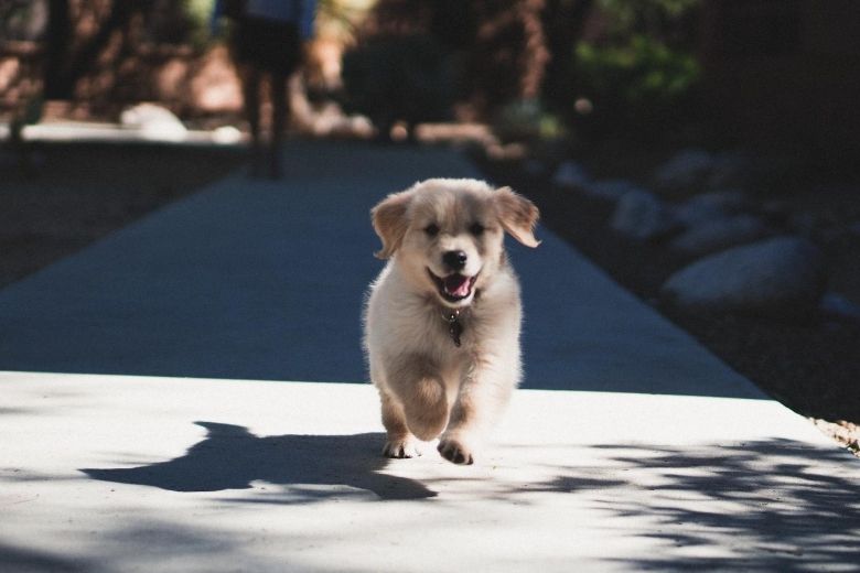 Dit geweldige filter verandert je hond in een Disney personage