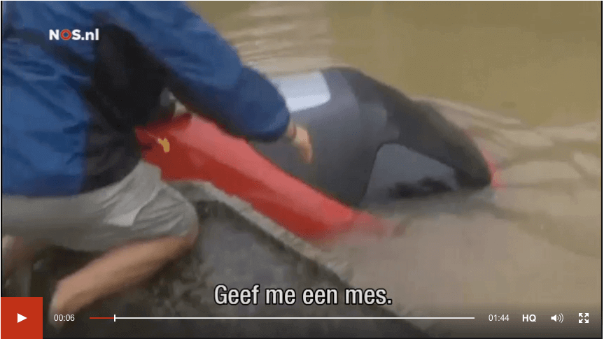 "Mijn God, ik ben aan het verdrinken" schreeuwt deze Amerikaanse vrouw tegen haar redders in nood. Viral video!
