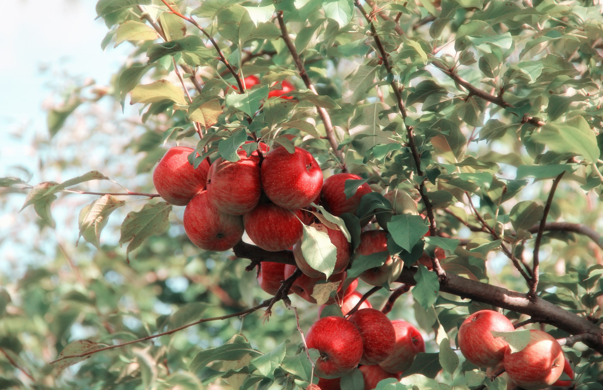 Fruit uit eigen tuin: zo verzorg je fruitbomen