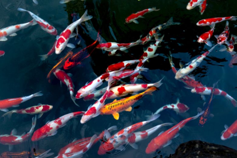 Oei! Gigantisch aquarium met 1500 vissen barst open