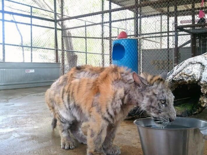 De transformatie van dit prachtige dier zal tranen in je ogen brengen... Deze dieren horen NIET in het circus thuis!