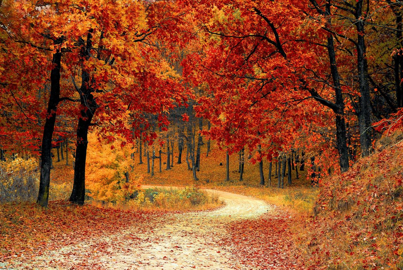Deze sterrenbeelden zijn dol op de herfst