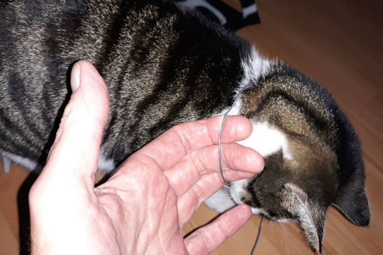 Waarschuwing voor kattenbaasjes: kater komt thuis met strop om zijn nek