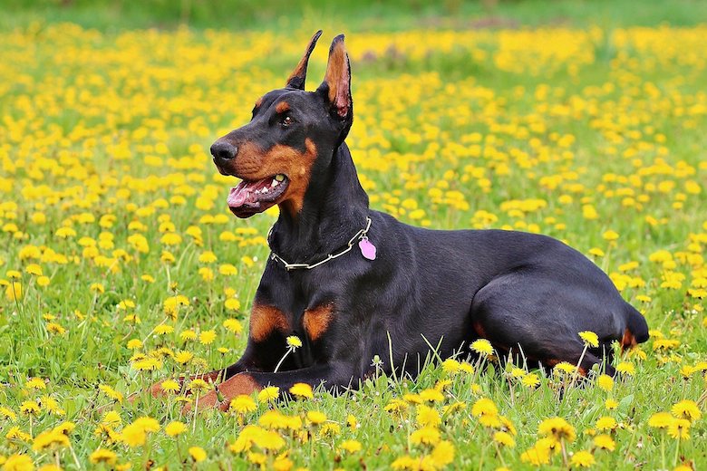 Familiehond gooit baby door de tuin en de reden waarom zal je verbazen