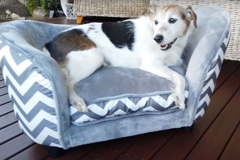 Aldi komt met luxe maar betaalbare sofa's voor je huisdier