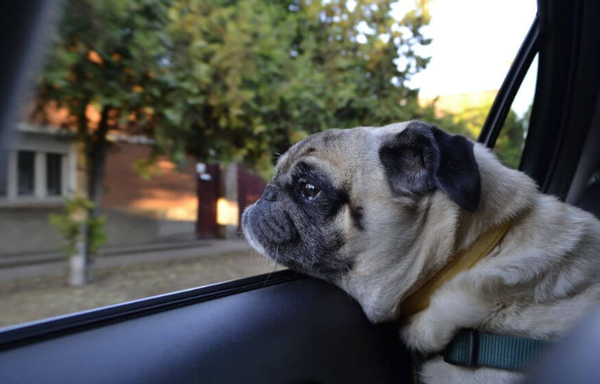 Heftig: slechts zó kort kan een hond maar in een warme auto zitten