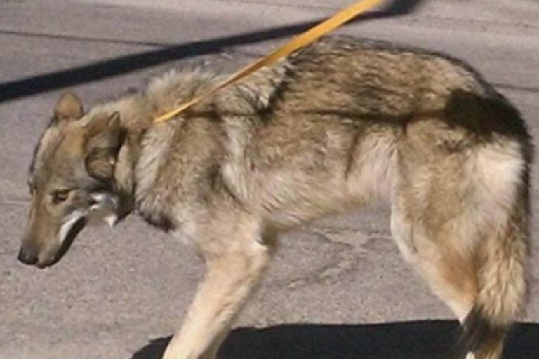 Man neemt schattige "puppy" mee naar huis, dit blijkt een gevaarlijke vergissing
