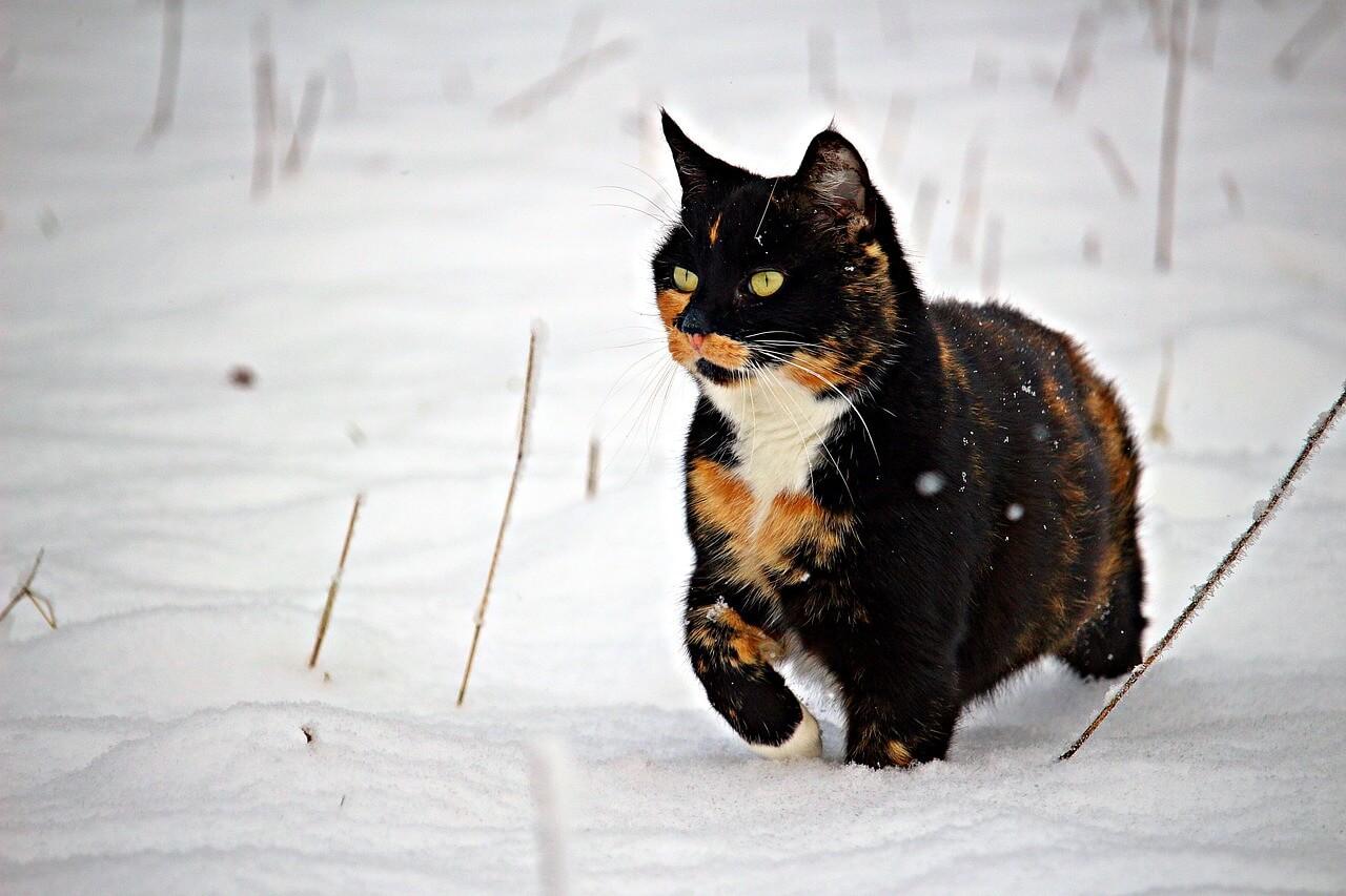 Zó houd je je kat veilig in de sneeuw (en in de kou)