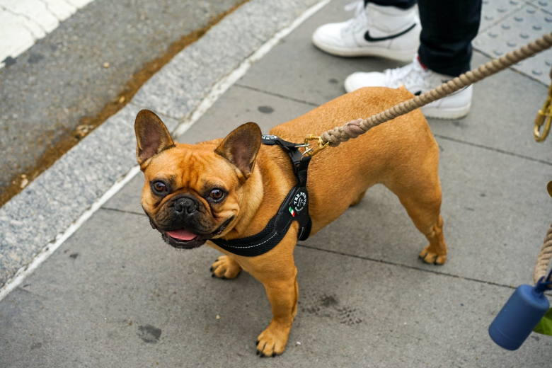Eerste boete voor fokken bulldog uitgedeeld