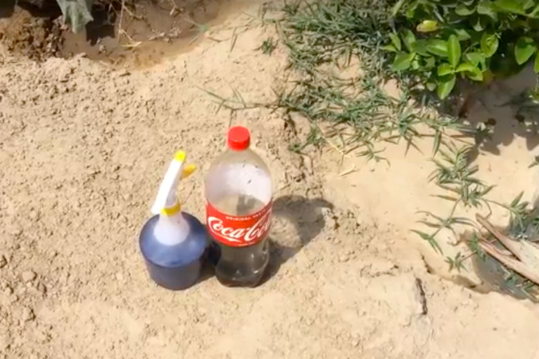 Cola zonder prik de gootsteen in? Gebruik het bij het tuinieren