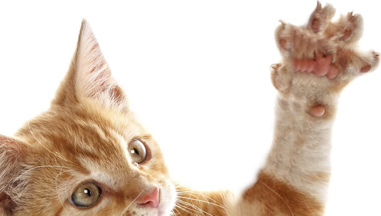WAARSCHUWING: knuffel je wel eens met een kat? Pas dan op dat je niet gekrabd wordt, dan kan DIT gebeuren!