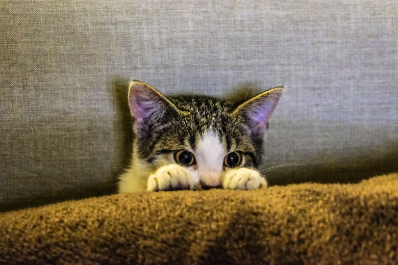 Dit zijn de populairste kattennamen van 2022